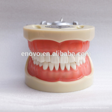 China Medical Anatomical Model Soft Gum 32 Teeth Standard Dental Jaw Model 13012